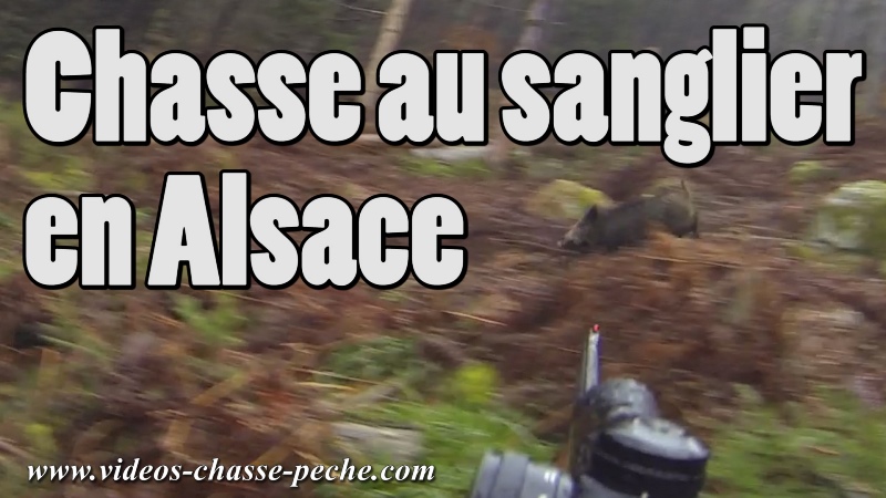 chasse sanglier en Alsace